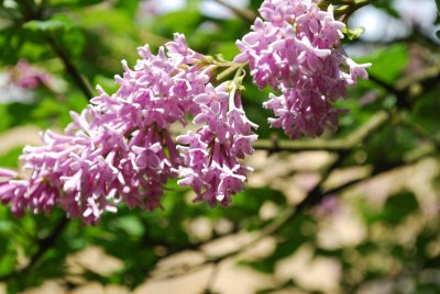 Syringa x henryi - šeřík henryův - květ